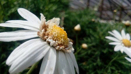 white flowers with yellow motion blur extractsの写真素材