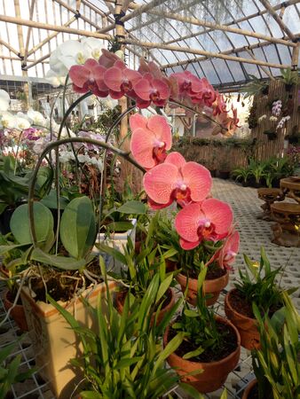 red orchids in a closed gardenの写真素材