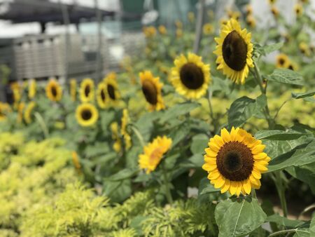 lots of sunflowers with green stemsの写真素材