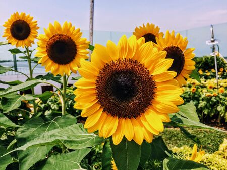 yellow sunflowers with green stemsの写真素材