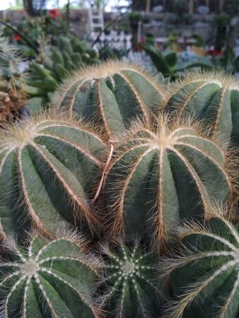 Green cactus with lots of thorns with motion blurの写真素材