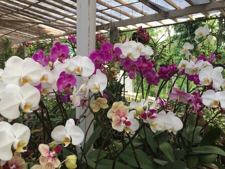 Orchid flowers are purple and white with green leavesの写真素材
