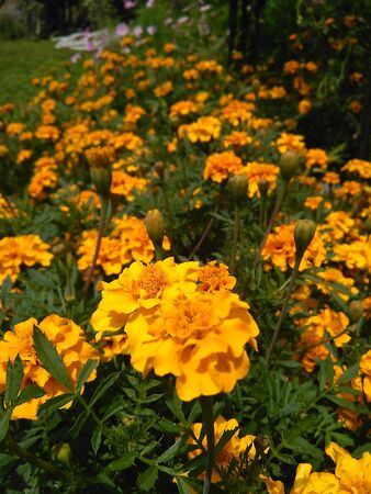 Yellow flower with motion blurの写真素材