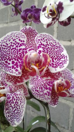 purple orchids with motion blurの写真素材