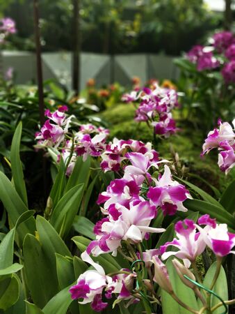 white and purple orchids with motion blurの写真素材