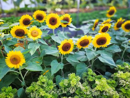 yellow sunflowers with motion blurの写真素材