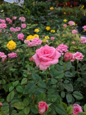 pink roses with thorny tanks with motion blurの写真素材