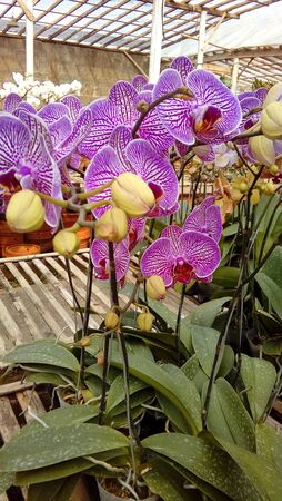 hanging purple orchidsの写真素材
