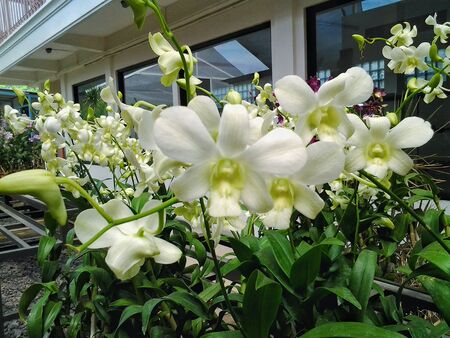 white orchid with green leaves against the background of the houseの写真素材