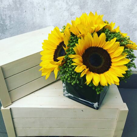 Sunflower in a pot with a white backgroundの写真素材
