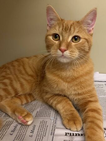 the orange cat is relaxingの写真素材