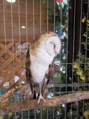 a white owl is perched on a trunk in a cageの写真素材