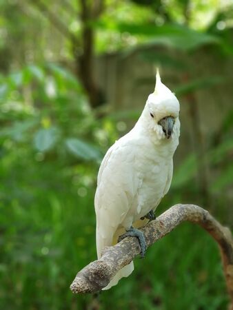 a white bird perched on a tree trunk with motion blurの写真素材