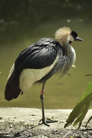 a bird with unique feathers on the edge of the lakeの写真素材