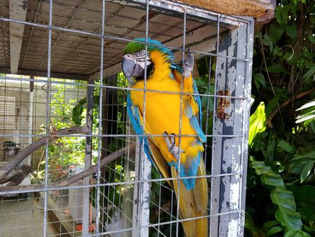birds with beautiful feather colors are in cagesの写真素材