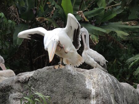 a white bird on a rockの写真素材