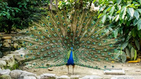 a peacock showing off beautiful feathers in a cageの写真素材
