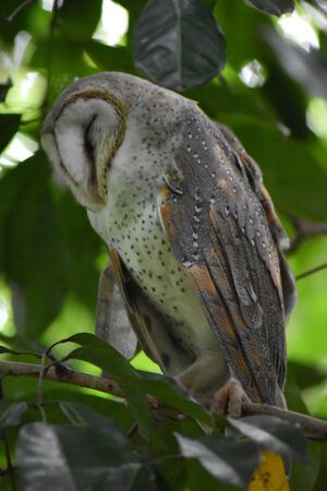owls sleeping on tree trunksの写真素材