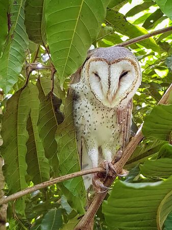 a white owl is perched on a treeの写真素材