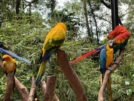 five birds that have beautiful colorful feathers on a tree trunkの写真素材