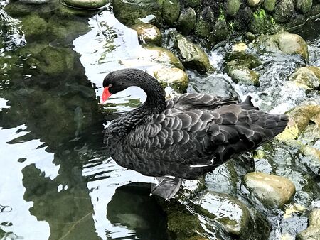 the black duck is on the edge of the lakeの写真素材