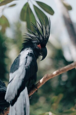 Black starlings with beautiful feathers perched in the trees with motion blurの写真素材