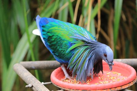 birds with beautiful feather colors are eating grainの写真素材
