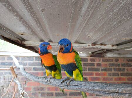 two birds are perched on the trunkの写真素材