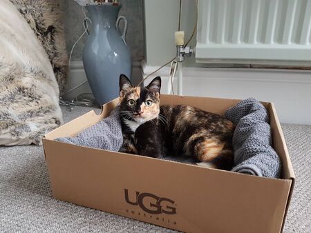 a cute cat is sleeping in a boxの写真素材