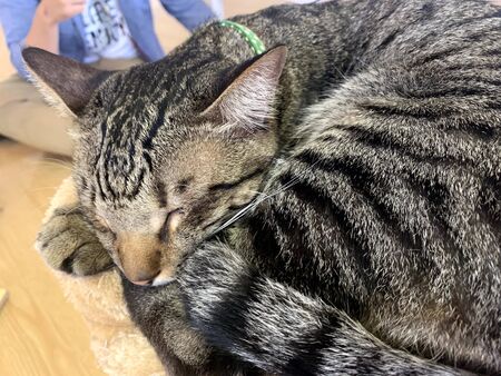 the black cat is sleeping with motion blurの写真素材