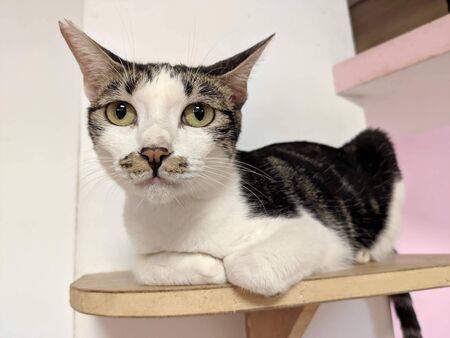 a cute black and white cat sitting on a benchの写真素材