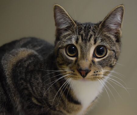 cute brown cat with a dark backgroundの写真素材