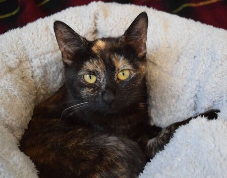 the black cat is relaxing on the sofaの写真素材