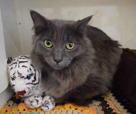 cute gray cat with tiger dollの写真素材