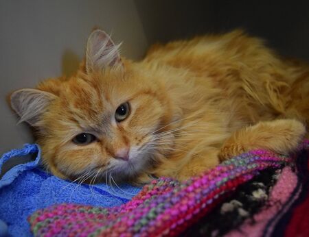the cute orange cat is sleepingの写真素材