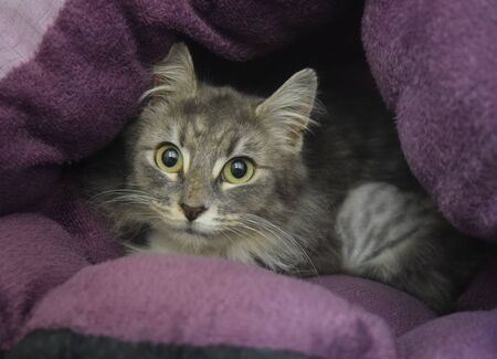 cute cat hiding inside a pillowの写真素材