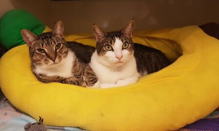 two cute cats relaxing on the couchの写真素材