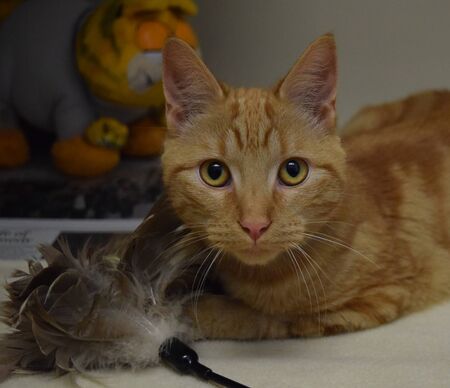cute and funny orange cat with motion blurの写真素材