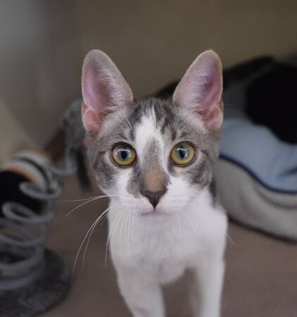 white cat with motion blurの写真素材