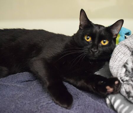 the black cat is sleeping on a pillowの写真素材