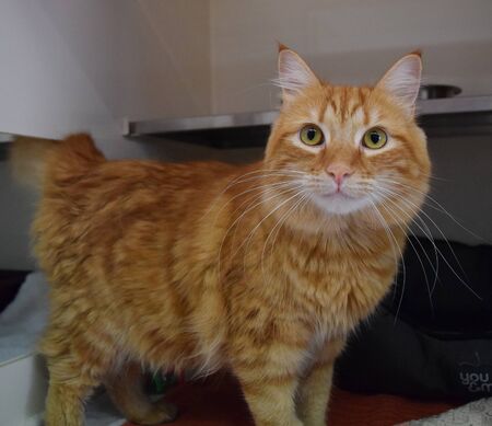orange cat standing on the bed with motion blの写真素材