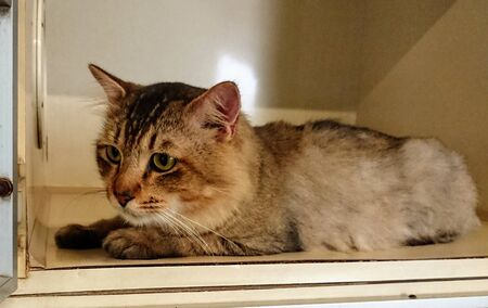 a cat with a cute face sitting relaxedの写真素材
