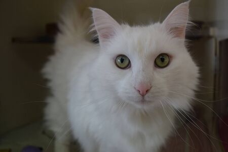 cute white cat with beautiful furの写真素材