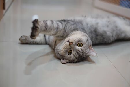 sleeping cat with motion blurの写真素材
