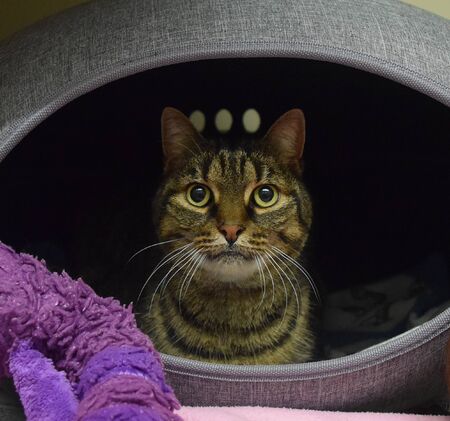 a striped cat in the boxの写真素材