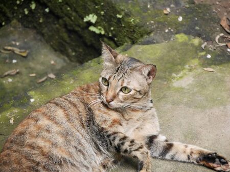 the cat is sleeping on the groundの写真素材