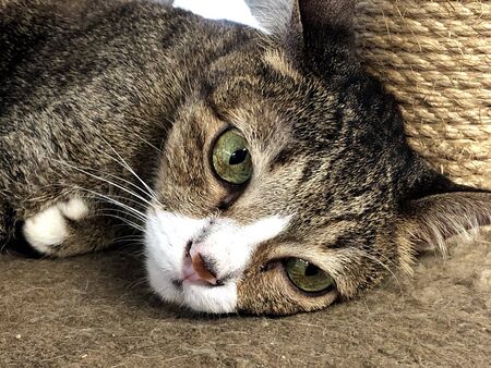 the cat is lazing on the carpetの写真素材