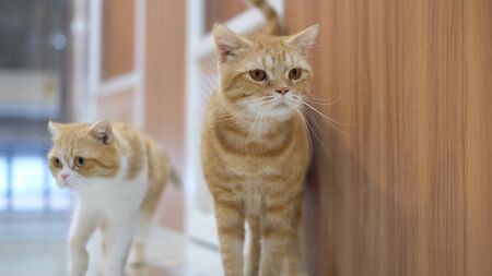 a cute orange cat is walkingの写真素材