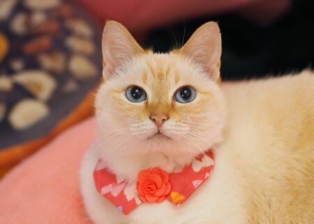 a beautiful and cute colored cat with a cute tieの写真素材