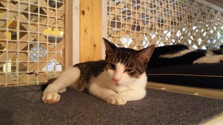 sleepy cat on the carpetの写真素材